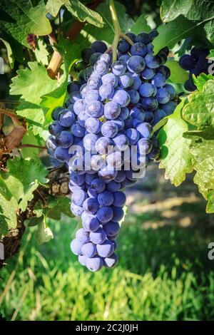 Wein trauben auf einem Weingut direkt vor dem Herbst Ernte, selektiven Fokus Stockfoto