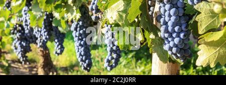 Ein Panorama der Trauben auf einem Weingut direkt vor dem Herbst Ernte, selektiven Fokus Stockfoto