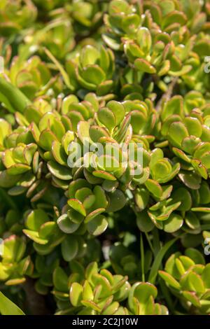 Miniatur sukkulenten Pflanzen im Garten auf Madeira. Portugal. Stockfoto