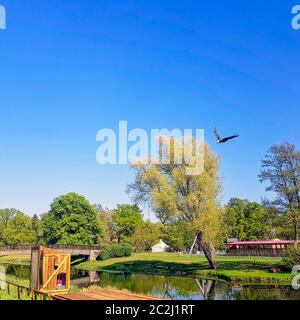 Fliegender Bartgeier (Gypaetus barbatus), auch bekannt als Lammergeier (oder Lammergeyer) oder Ossifrage Stockfoto