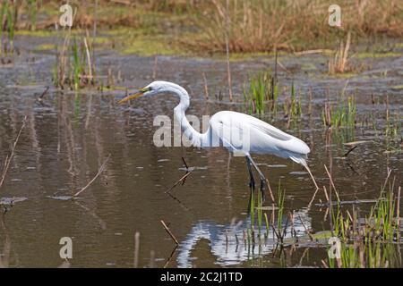 Silberreiher Jagd in einem Sumpfgebiet in Chncoteague National Wildlife Refuge in Virginia Stockfoto