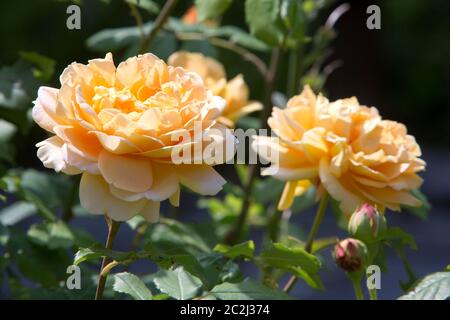 Die Blüte eines gelben Strauches stieg im Blumenbeet Stockfoto