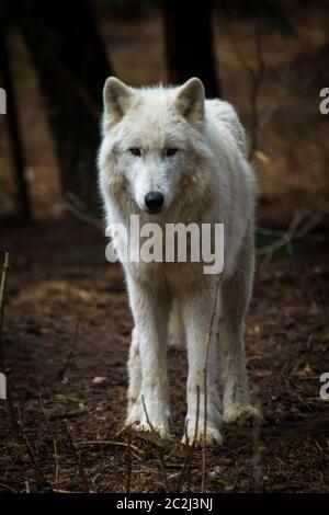 Polarwolf (Canis Lupus Arctos) Stockfoto