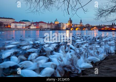 Prag, schöne weiße Schwäne auf der Moldau in der Nähe von Karlsbrücke, tollen Abend, Tschechische Republik Stockfoto