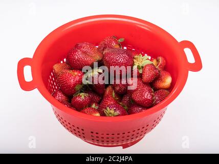 Frische reife Erdbeeren in einem rotem Kunststoff Sieb gewaschen Stockfoto