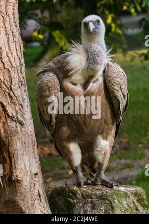 Gänsegeier (abgeschottet Fulvus) Stockfoto