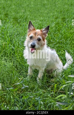 Posierende Hunde; Stockfoto