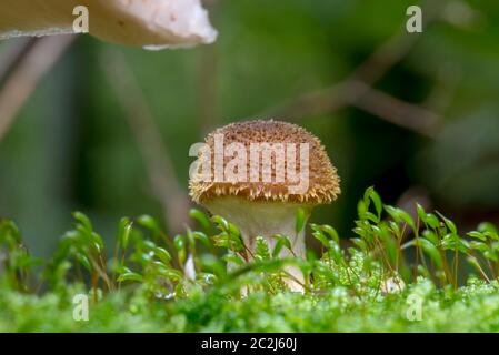 Einzelne junge Honig agaric Pilz wächst in Moos vor unscharfen Hintergrund Stockfoto