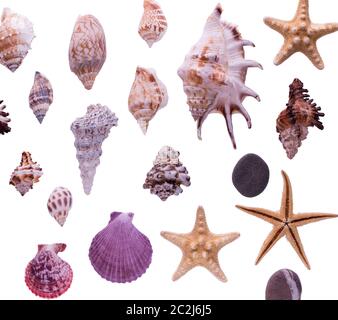 Sammlung von Muscheln isoliert auf weißem Hintergrund. Draufsicht marine Stillleben. Stockfoto
