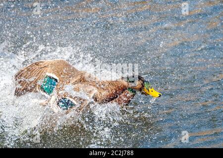 Ein Paar Stockenten kämpfen im Wasser. Viel Spritzer und Spray, die Luft ist mit Wassertropfen gefüllt. Stockfoto