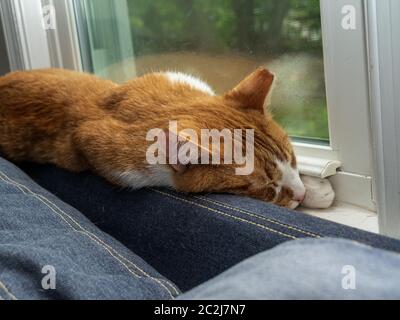 Nahaufnahme von Hauskatze in Quarantäne Stockfoto