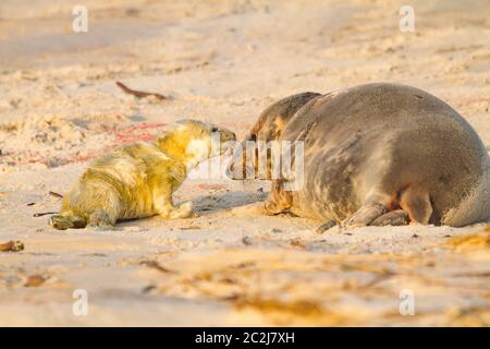 Junge Kegelrobbe (Halichoerus grypus) mit seiner Mutter Stockfoto