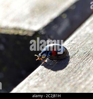 Schwarzer Marienkäfer in der Sonne Stockfoto