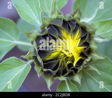 Eine auftauchende Sonnenblume - Helianthus annuus Stockfoto