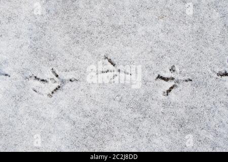 Nahaufnahme von frischen Vogelspuren im Schnee. Drei vollständige Titel. Stockfoto