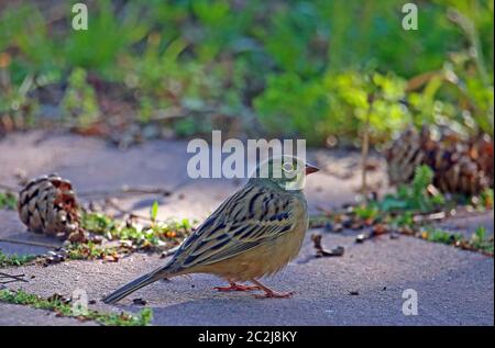 Männchen Ortolan Emberiza hortulana Stockfoto