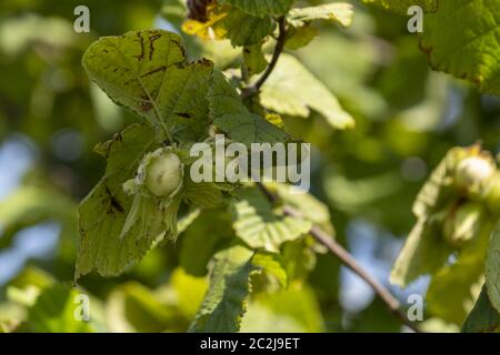 Haselnussbauch (Corylus avellana), Haselnussbusch Stockfoto