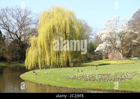 Trauerweide (salix babylonica) Stockfoto