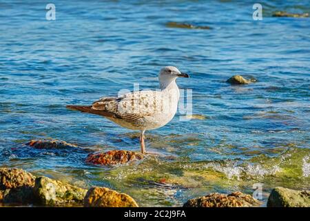 Subadult europäischen Silbermöwen Stockfoto