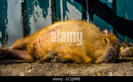 Nahaufnahme Porträt einer auf dem Boden ruhenden Capybara, tropische Kavie aus Südamerika Stockfoto