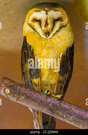 Schönes Porträt einer gemeinen Stalleule, Vogelart aus den Niederlanden Stockfoto