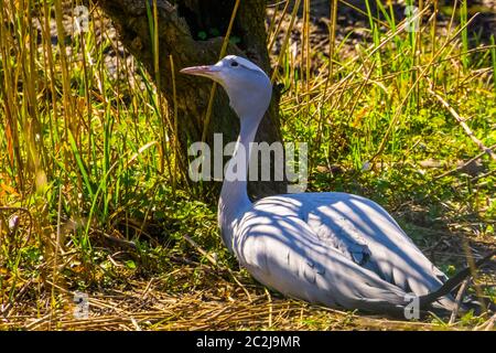 Porträt eines blauen Paradieskrans auf dem Boden sitzend, verletzliche Vogelart aus Afrika Stockfoto