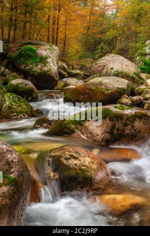 Fluss Pesio im Pesio-Tal, Naturpark Marguareis, Bezirk Cuneo, Piemont Maritime Alpen (Piemonte). Herbst Italien (Italien). Val Pesio. Stockfoto