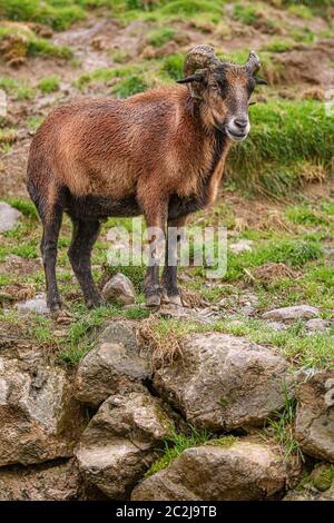 Ram auf Steine Stockfoto