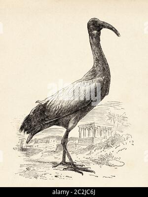 Ibis. Die Tresquiornitinos (Threskiornithinae) Unterfamilie der pelecaniformes Vögel der Familie Threskiornithidae, bekannt als Ibis, ein Wort aus dem Griechischen, das wiederum aus dem alten ägyptischen hib stammt. Alte Illustration aus dem 19. Jahrhundert, El Mundo Ilustrado 1880 Stockfoto