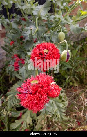 Große, doppelte, breite, tief geriebene Blüten des Pfingstrosen- oder Pompomohnes, im Spätsommer/Frühsommer im Wisley Village, Surrey, England Stockfoto