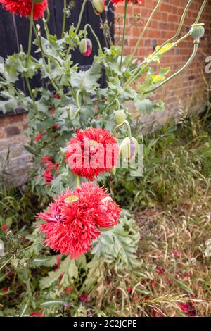 Große, doppelte, breite, tief geriebene Blüten des Pfingstrosen- oder Pompomohnes, im Spätsommer/Frühsommer im Wisley Village, Surrey, England Stockfoto