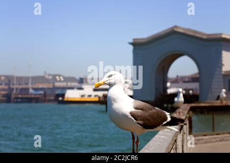 Seagull liegt am Pier mit Blick auf die Bucht von San Francisco Stockfoto