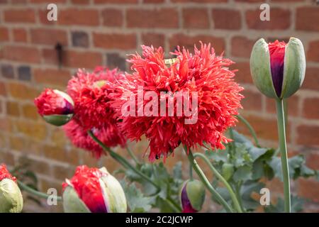 Große, doppelte, breite, tief geriebene Blüten des Pfingstrosen- oder Pompomohnes, im Spätsommer/Frühsommer im Wisley Village, Surrey, England Stockfoto