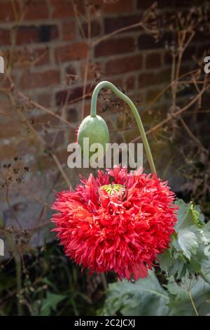 Große, doppelte, breite, tief geriebene Blüten des Pfingstrosen- oder Pompomohnes, im Spätsommer/Frühsommer im Wisley Village, Surrey, England Stockfoto