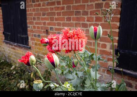 Große, doppelte, breite, tief geriebene Blüten des Pfingstrosen- oder Pompomohnes, im Spätsommer/Frühsommer im Wisley Village, Surrey, England Stockfoto