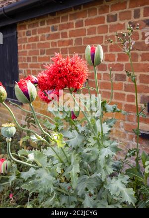 Große, doppelte, breite, tief geriebene Blüten des Pfingstrosen- oder Pompomohnes, im Spätsommer/Frühsommer im Wisley Village, Surrey, England Stockfoto