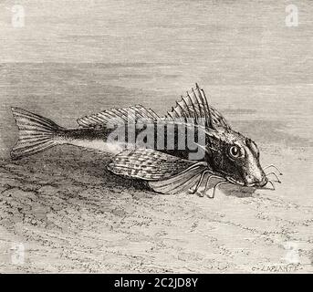 Eutrigla gurnardus. Die Graugurnard, Arten von Seeräuben aus der Familie Triglidae, die im östlichen Atlantik, im Mittelmeer und im Schwarzen Meer beheimatet sind. Alte Illustration aus dem 19. Jahrhundert, El Mundo Ilustrado 1880 Stockfoto