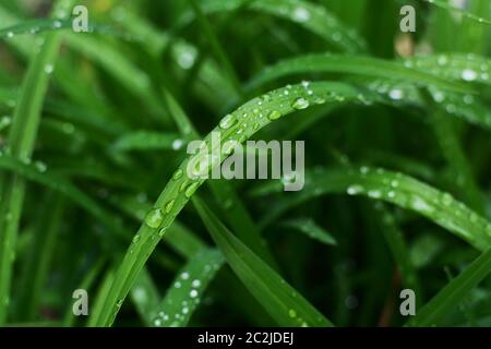 Große regen Tröpfchen in selektiven Fokus auf eine lange daylily Blatt oben deep green nassen Laub Stockfoto