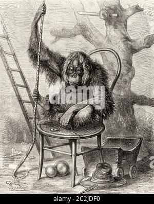 Frankfurter Zoo, Orang-Utan (Pongo pygmaeus pygmaeus). Alte Illustration aus dem 19. Jahrhundert, El Mundo Ilustrado 1880 Stockfoto