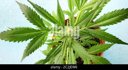 Ein Panorama von einem blühenden weiblichen Cannabis vom Harz, eine Nahaufnahme einer Topfpflanze, wachsende Marihuana zu Hause Stockfoto