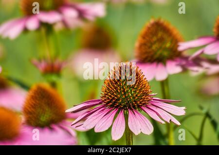 Moody Nahaufnahme von Echinacea purpurea aka purpurpurne Kegelblumen mit bunt verschwommenem Hintergrund Stockfoto