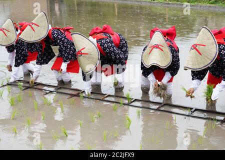 Japanische junge Mädchen Pflanzen auf dem Reisfeld. Das heilige Fest, um für eine gute Ernte zu beten. Stockfoto