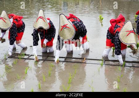 Japanische junge Mädchen Pflanzen auf dem Reisfeld. Das heilige Fest, um für eine gute Ernte zu beten. Stockfoto