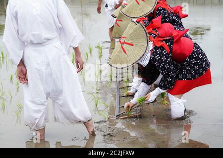 Japanische junge Mädchen Pflanzung auf der Rohreis farm Land. Der heilige Festival für eine gute Ernte zu beten. Stockfoto