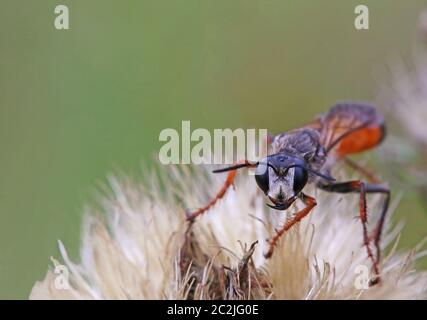 Makroheuschrecke und Wespe Sphex funerarius Stockfoto