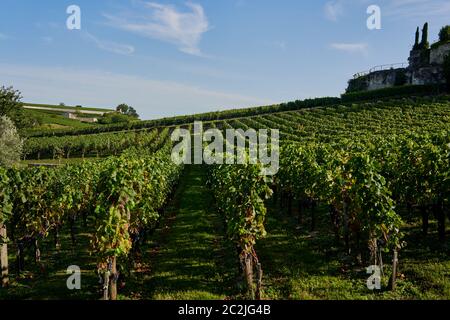 Die Reben in den Weinbergen von Saint-Emilion Dorf selbst Bordeaux Weinland, Frankreich August 2019 Stockfoto