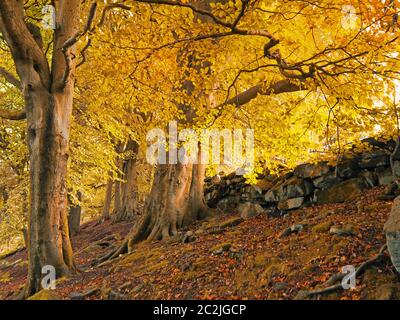 Hohe Waldbäume an einem Hang mit Sonnenlicht, die durch goldene orangefarbene Herbstblätter glänzen Stockfoto