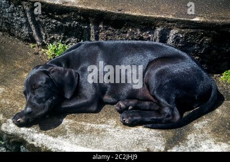 St. Kitts Schwarz Labrador Hund Schlafen Stockfoto