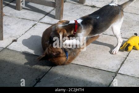 Border Terrier und Beagle Welpen Playfighting Stockfoto