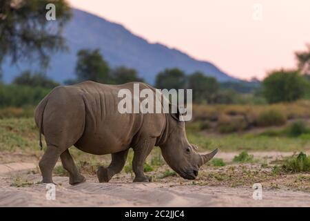 Weißes Nashorn oder Vierkantnashorn (Ceratotherium simum) in Namibia Stockfoto